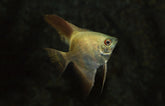 P. Scalare Golden Nugget S-M Maanvis Golden Nugget